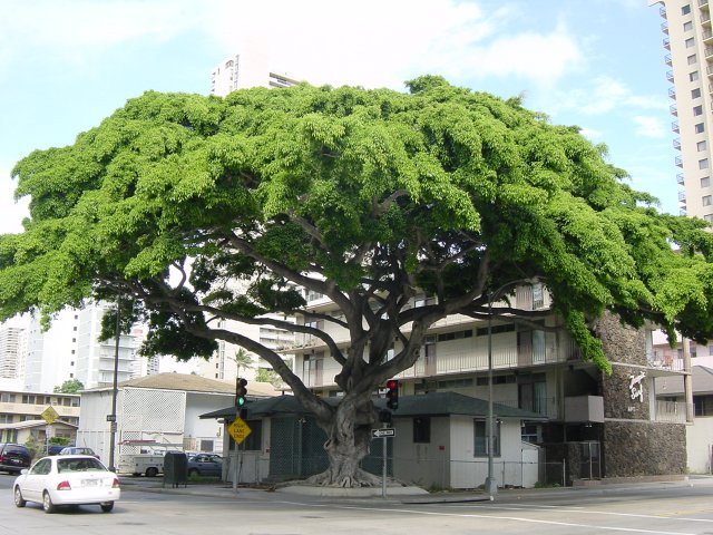 Very large tree in the street