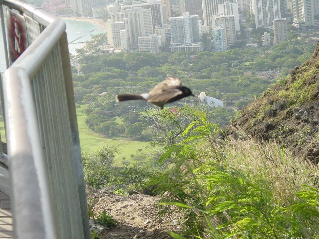 Bird hovering