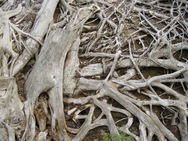 Twisted roots