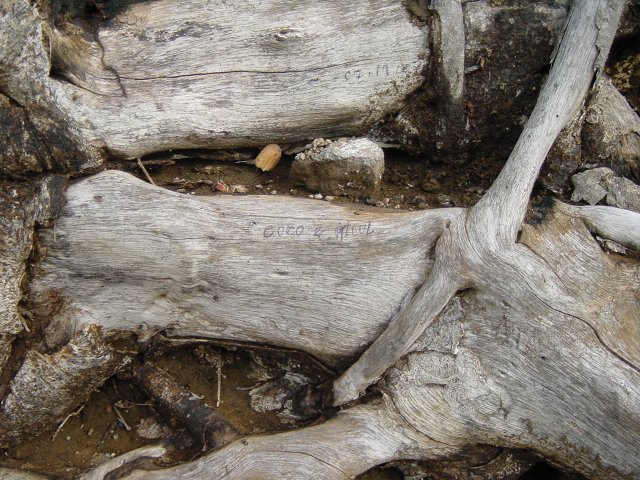 "Coco & Pticul" written on a root