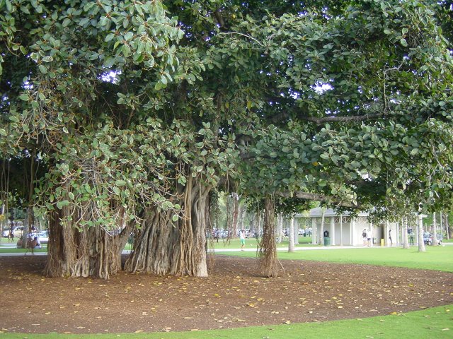 Tree with roots dangling from the branches
