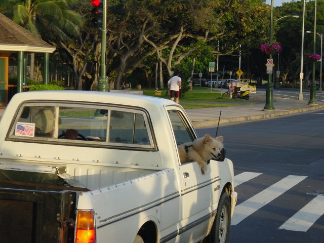 Truck with american flag sticked on the window, fluffy puppy sticking out the window