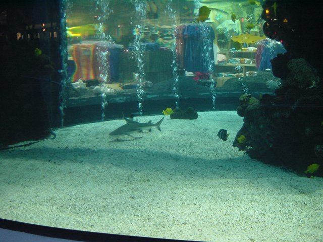 Shark in the mall aquarium