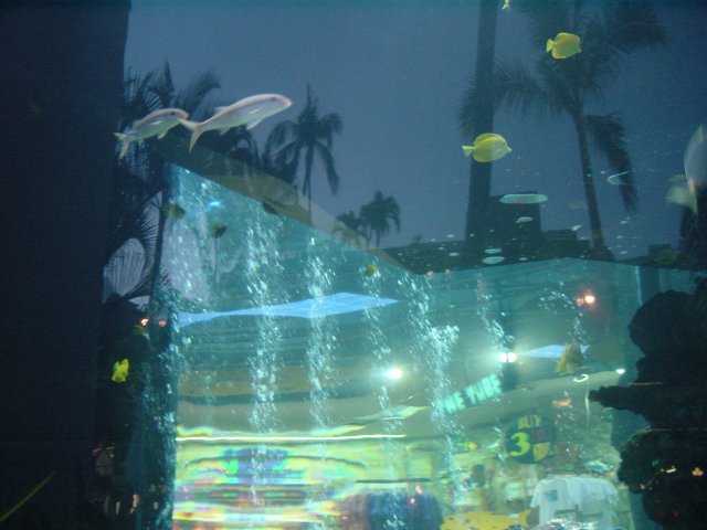 Fish in the mall aquarium