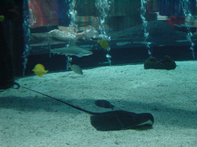 Fish in the mall aquarium