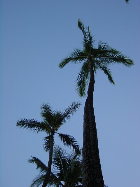 Palm tree from below