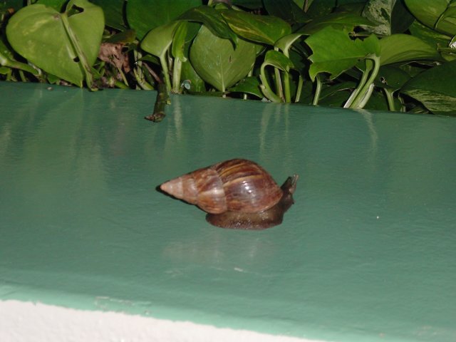 very large snail
