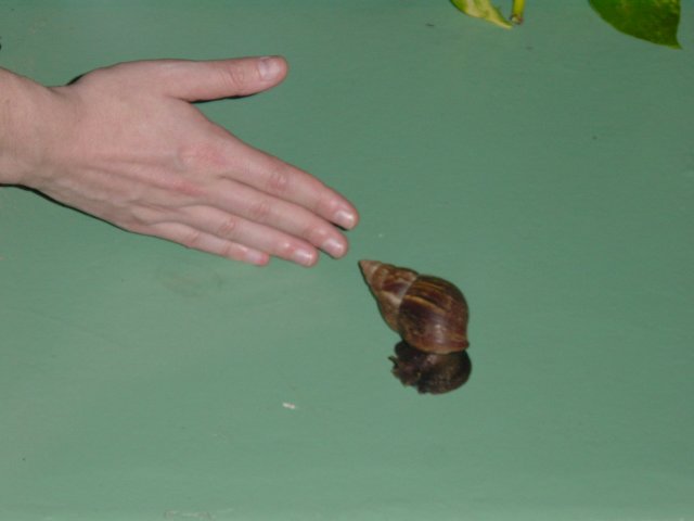 very large snail (Carine's hand, for proportion purpose)