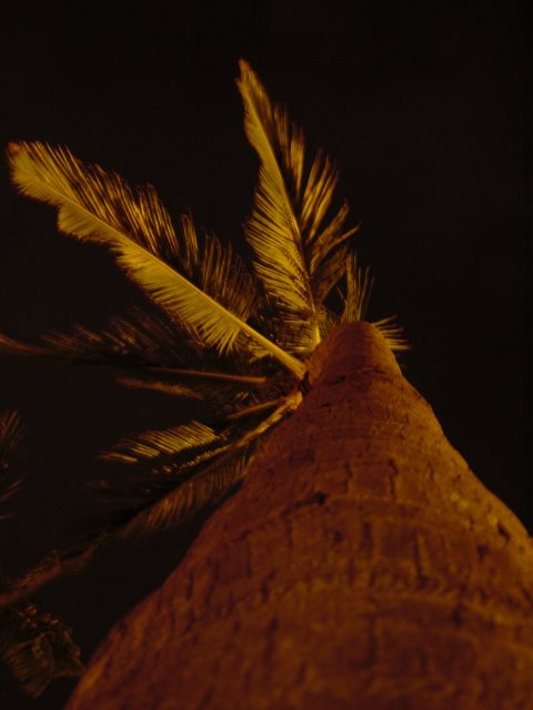 Palm tree from below, golden in the night dim light