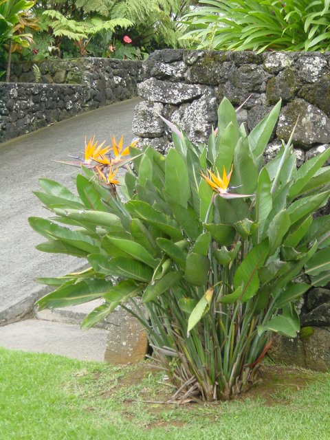 Oiseaux de Paradis