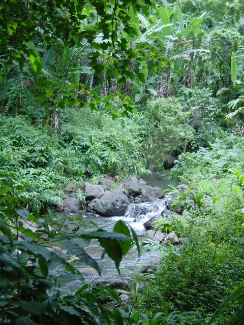 Stream
