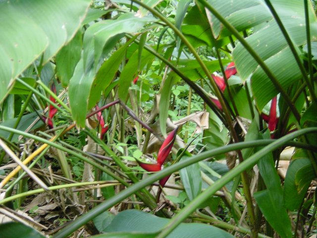 Red flowers