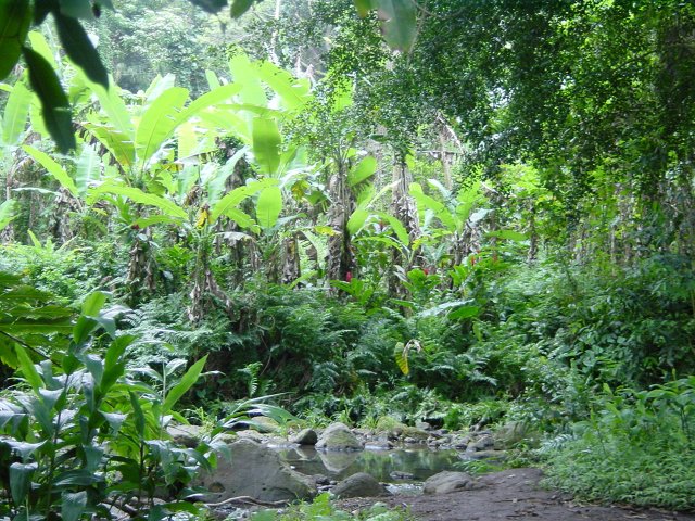 Stream and banana trees