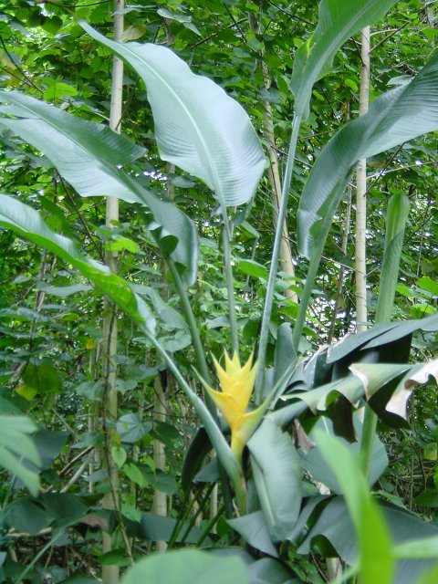 Yellow flower