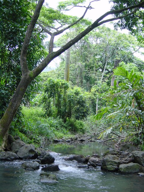 Stream, trees