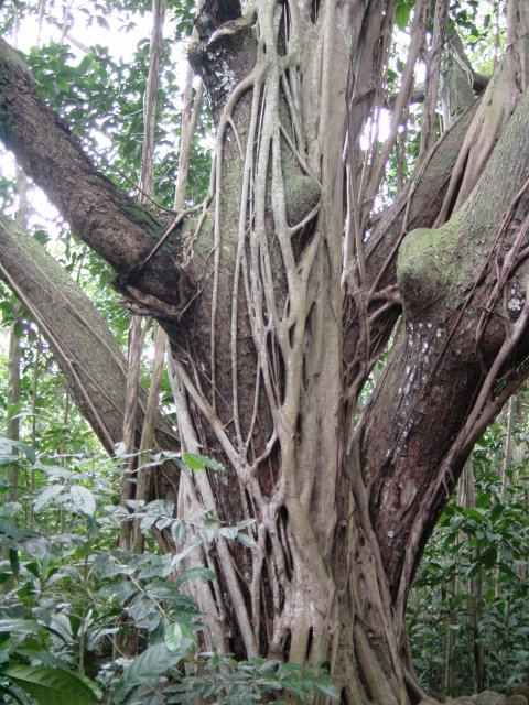 Tree trunk covered in clutching roots