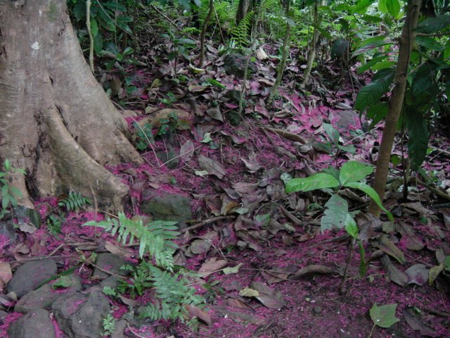 Forest floor covered in pink scattered thin petals