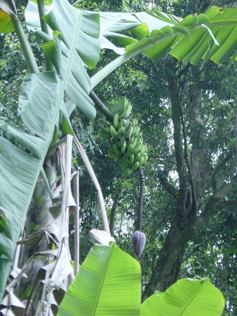 Banana bunch