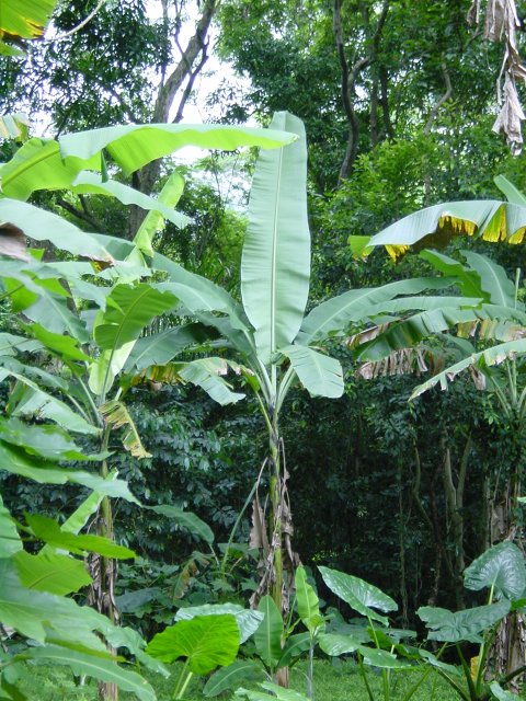 Banana tree