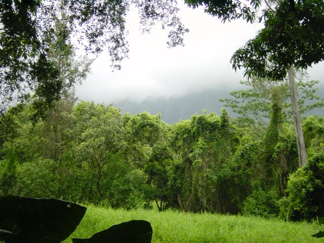 Clearing in the forest