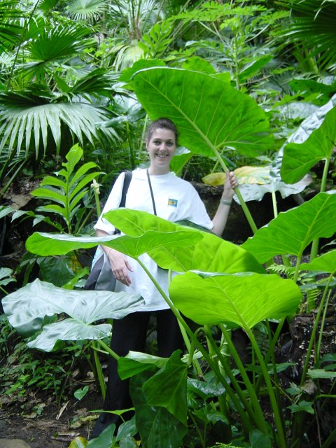 Coralie holding a large umbrella-like leaf