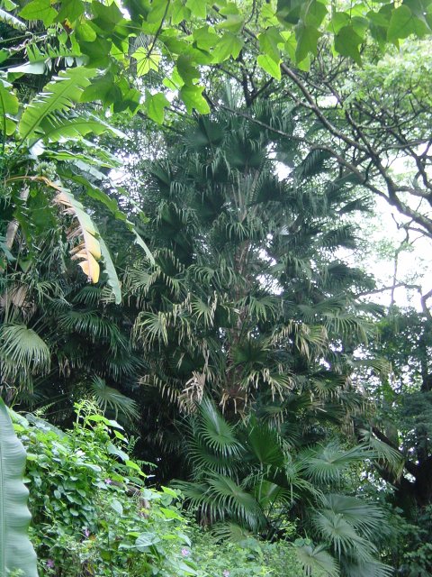 Trees