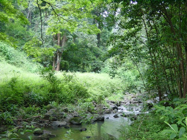 Stream