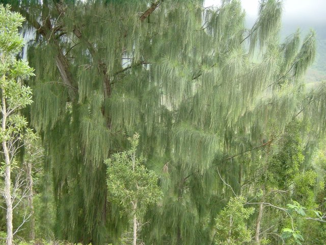Tree with curtain-like leaves