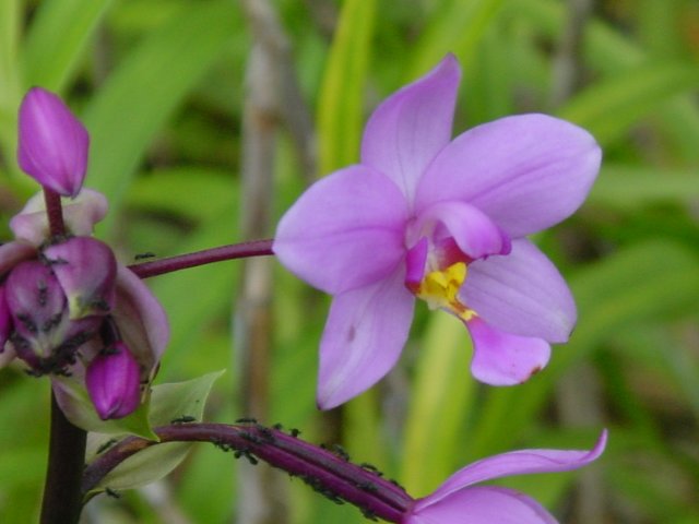 Close-up of a forest orchid
