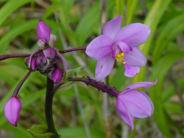 Close-up of a forest orchid