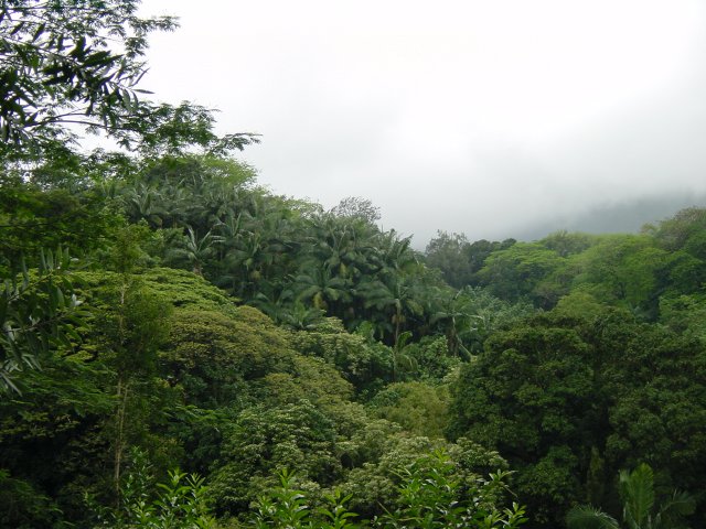Palm trees patch among forest trees