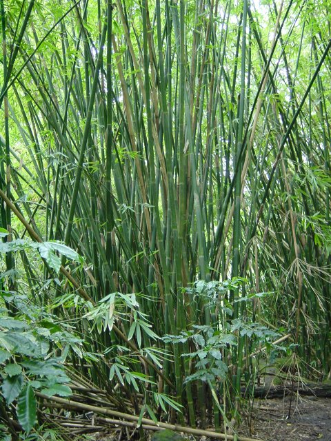 Bamboo patch