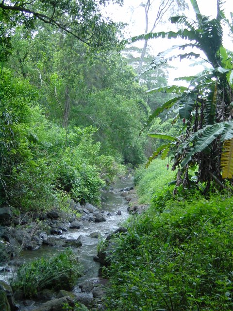 Stream