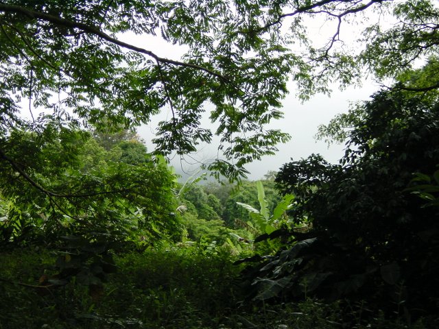 Sunny patch in the forest
