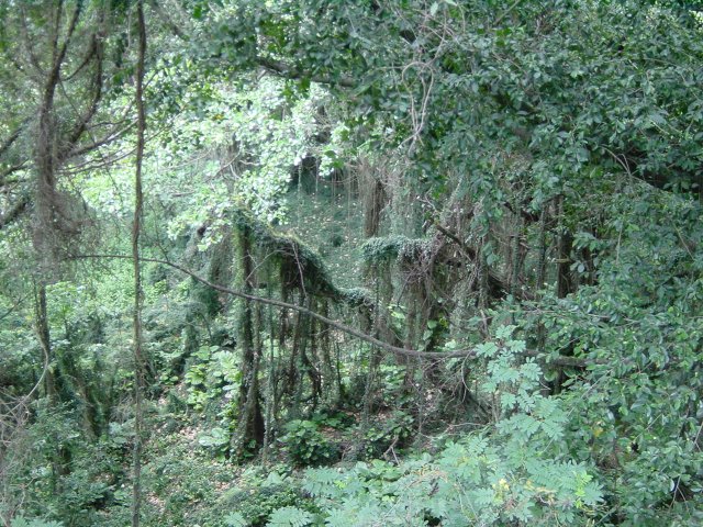 Jungle