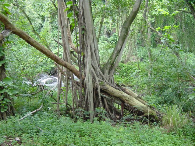 Tree trunk with dangling roots