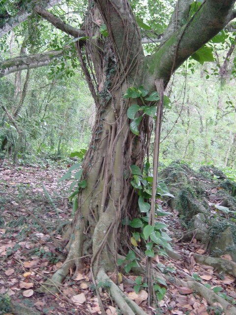 Tree trunk with a straight root