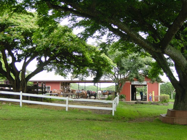 Horses