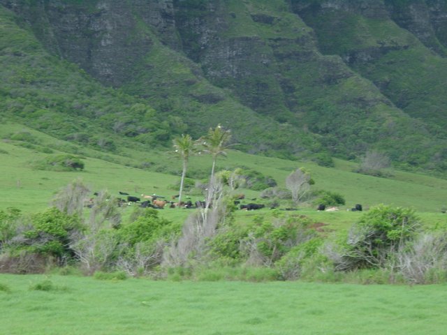 Cows