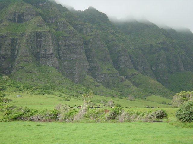 Cows 