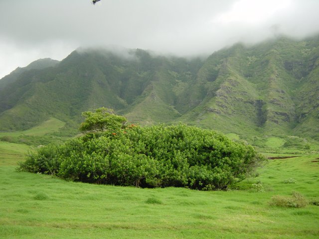 Thick and flat trees