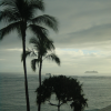 Grey weather, palm trees in the foreground, grey ocean, two ships and grey sky