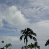 Blue sky, palm tree and ocean