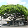 Very large tree in the street