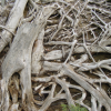 Twisted roots
