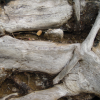 "Coco & Pticul" written on a root