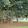 Tree with roots dangling from the branches