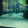 Shark in the mall aquarium