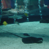 Fish in the mall aquarium