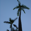 Palm tree from below